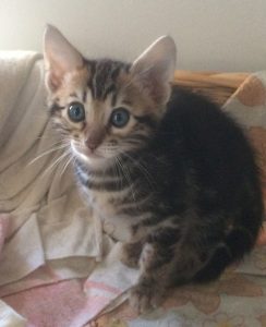 Bonita